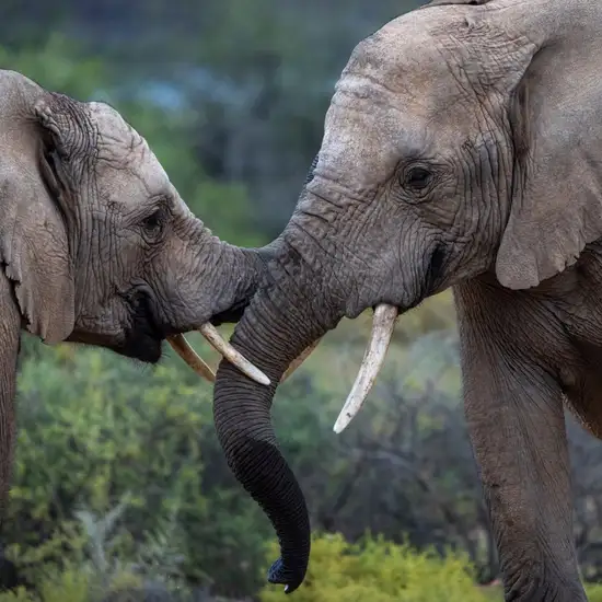 Image related to Sanbona Wildlife Reserve - Afternoon Game Drive