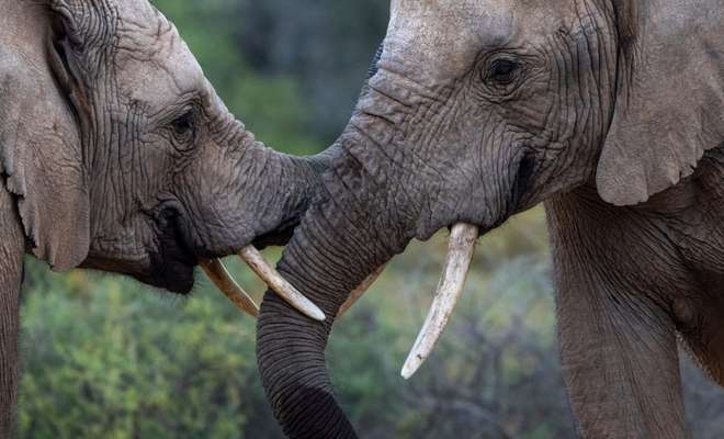 Sanbona Wildlife Reserve - Afternoon Game Drive