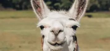 Image related to Skjolden Llamas