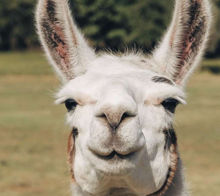 Skjolden Llamas