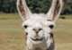 Skjolden Llamas