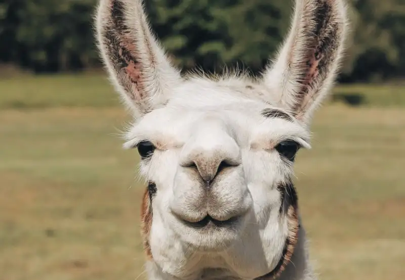 Skjolden Llamas