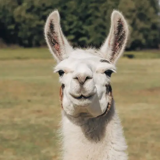 Image related to Image related to Skjolden Llamas