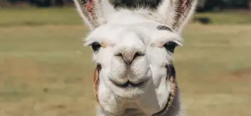 Image related to Skjolden Llamas