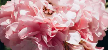 Image related to Irving Nature Park