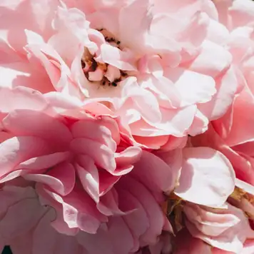 Image related to Irving Nature Park