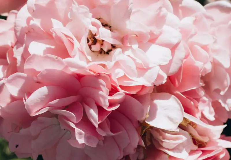 Image related to Irving Nature Park