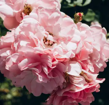 Image related to Image related to Irving Nature Park