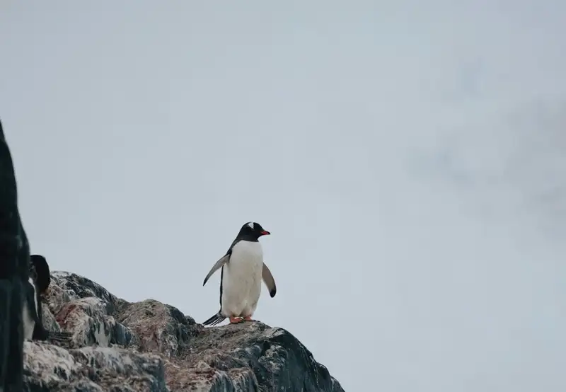 Wildlife Spotting