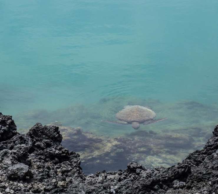 Marine Life