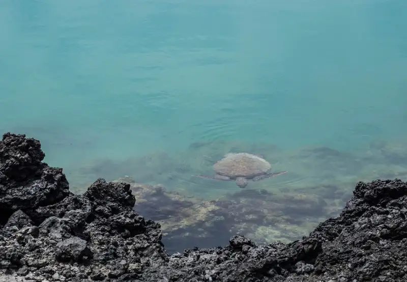 Marine Life