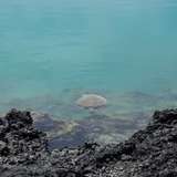 Image related to Marine Life