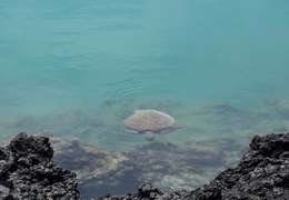 IgluCruise.Application.ViewModels.Shared.WebImageViewModel?.Description