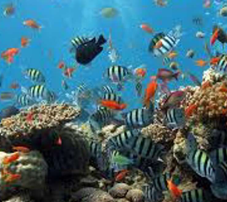 Snorkel at St. Pierre Islet