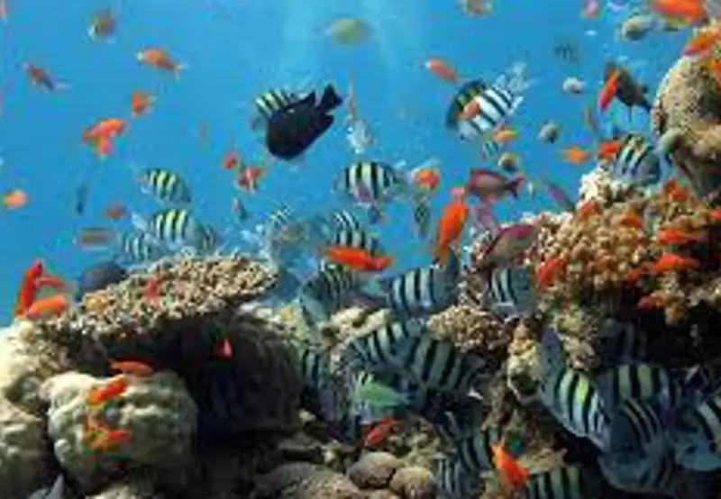 Snorkel at St. Pierre Islet