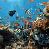 Image related to Snorkel at St. Pierre Islet