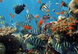 IgluCruise.Application.ViewModels.Shared.WebImageViewModel?.Description