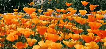 Image related to Congreve Gardens