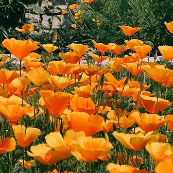 Image related to Congreve Gardens