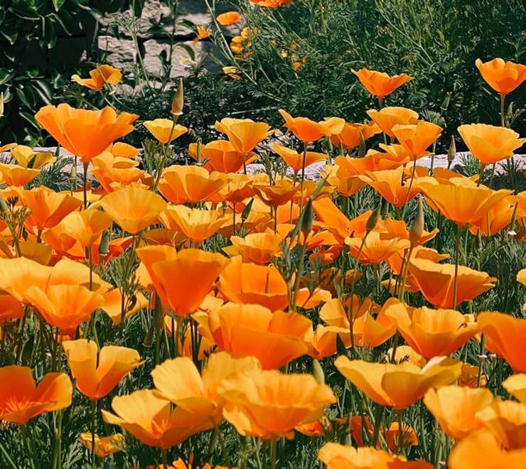 Congreve Gardens