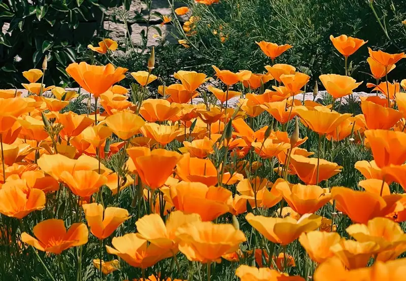 Congreve Gardens