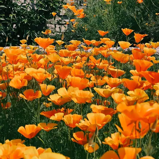 Image related to Congreve Gardens