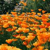 Image related to Congreve Gardens
