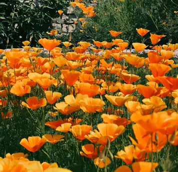 Image related to Congreve Gardens