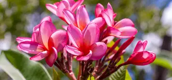 Image related to Senshū Park