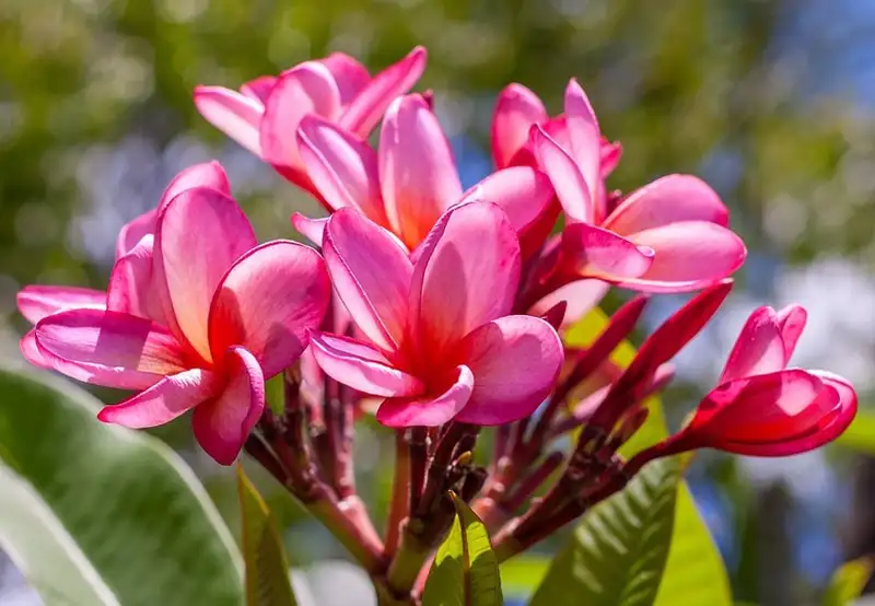 Image related to Senshū Park