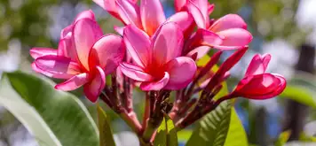 Image related to Senshū Park