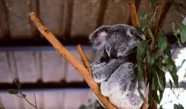 Image related to Lone Pine Koala Sanctuary