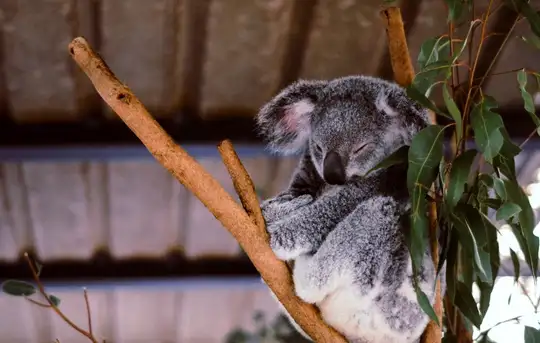 Image related to Lone Pine Koala Sanctuary