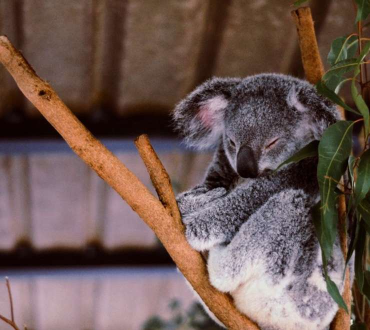 Lone Pine Koala Sanctuary