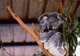 Lone Pine Koala Sanctuary