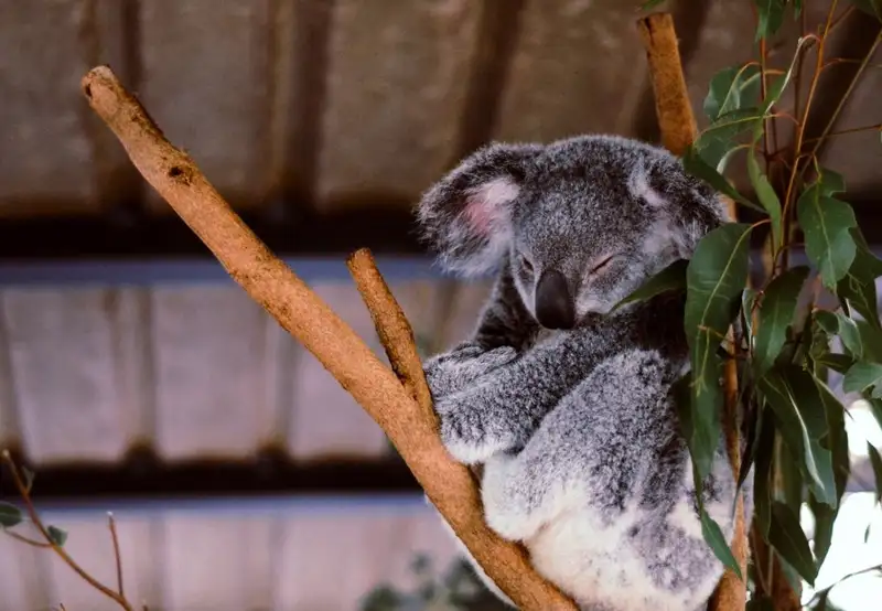 Lone Pine Koala Sanctuary
