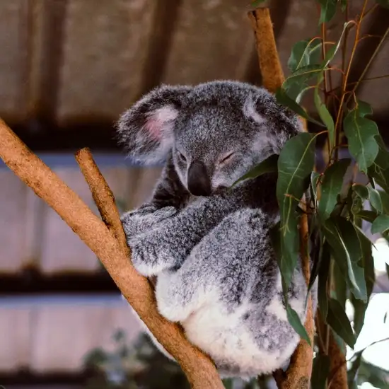 Lone Pine Koala Sanctuary