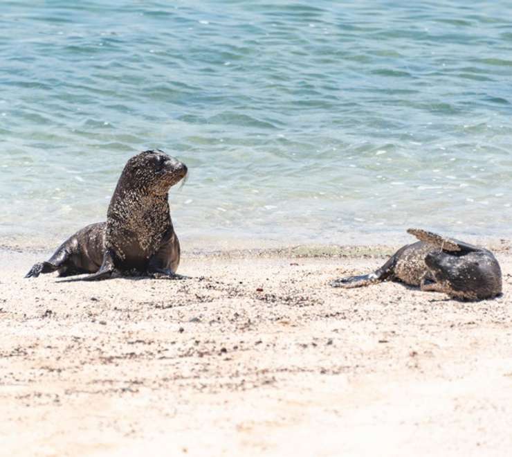 Snorkel with Sea Lions