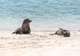 Snorkel with Sea Lions