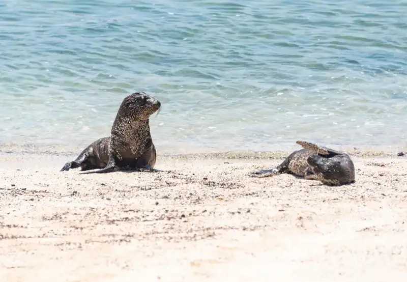 Snorkel with Sea Lions
