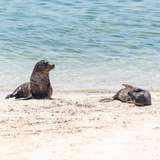 Image related to Snorkel with Sea Lions