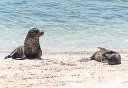 IgluCruise.Application.ViewModels.Shared.WebImageViewModel?.Description