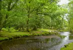 The New Forest (Southampton)