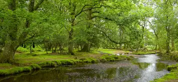 Image related to The New Forest