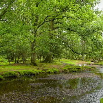 Image related to The New Forest