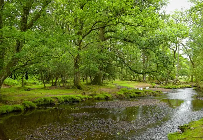 The New Forest Southampton UK