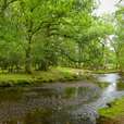 The New Forest Southampton UK