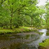 The New Forest Southampton UK