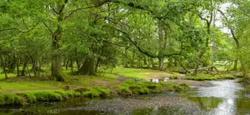 Image related to The New Forest
