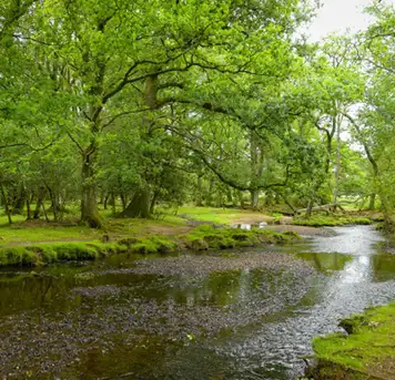 Image related to The New Forest